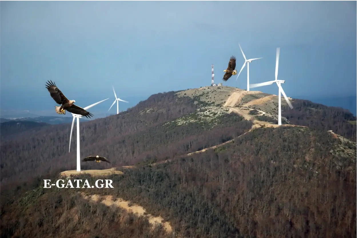 wind_turbines_eagles
