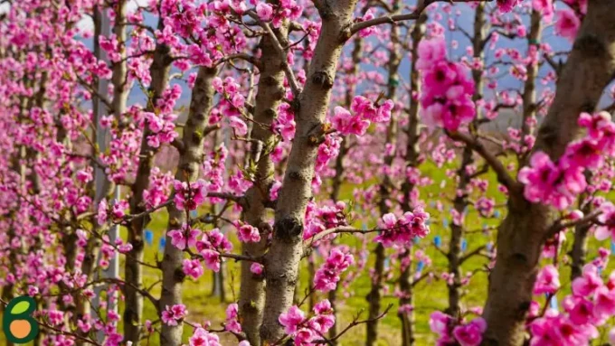 657362464-1482349740182327-7798414128238031382-n-768x432