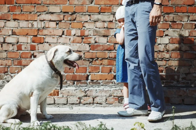 people-afraid-of-dogs