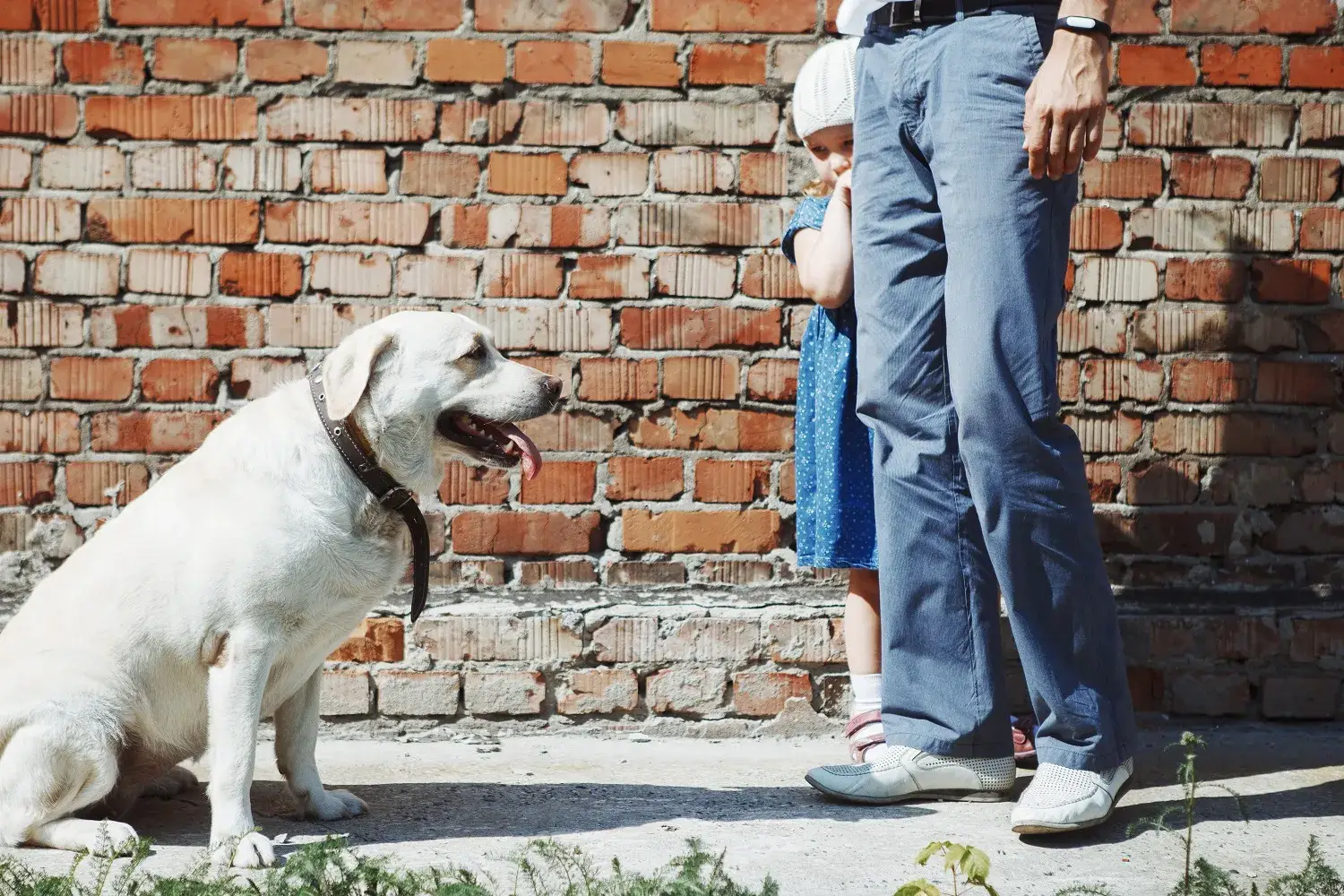 people-afraid-of-dogs